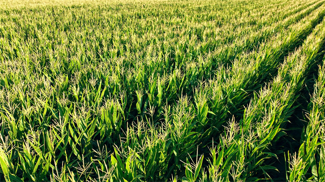 1718075997351031.jpg 圖5.jpg