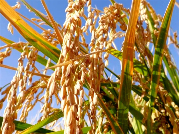 1732503724258162.jpg 圖3.jpg